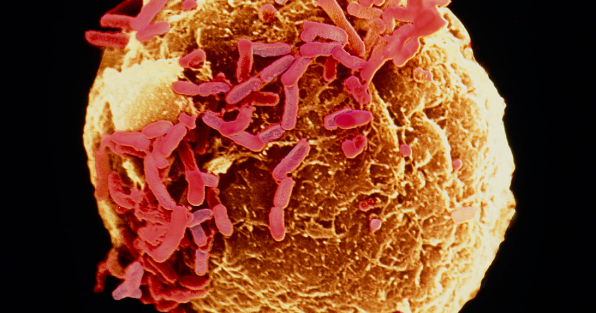 La transgenèse grâce à Agrobacterium tumefaciens | Planet-Vie